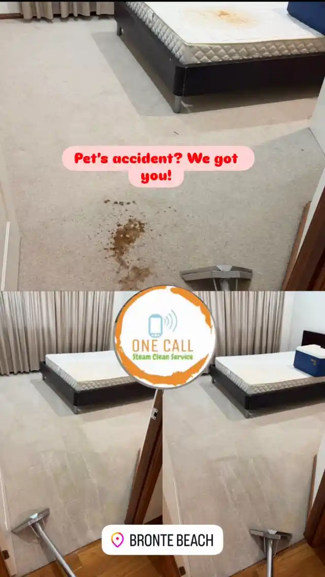Pet accident stain on beige bedroom carpet before treatment, and the same carpet after hot water extraction, Bronte Beach